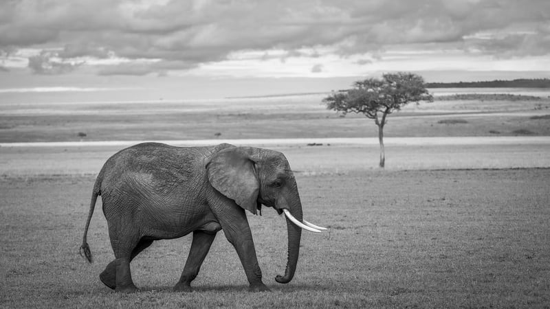 Wildlife in Africa
