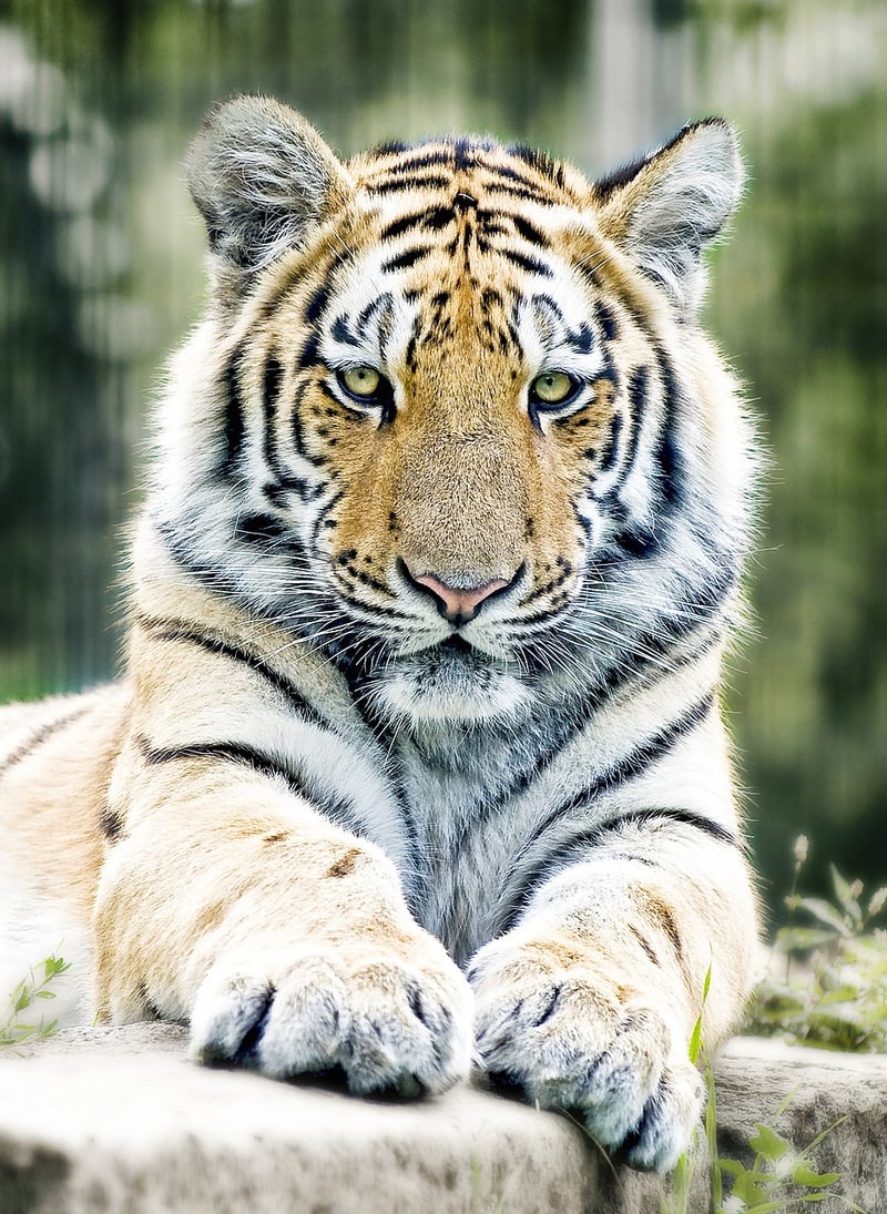 Tiger in India
